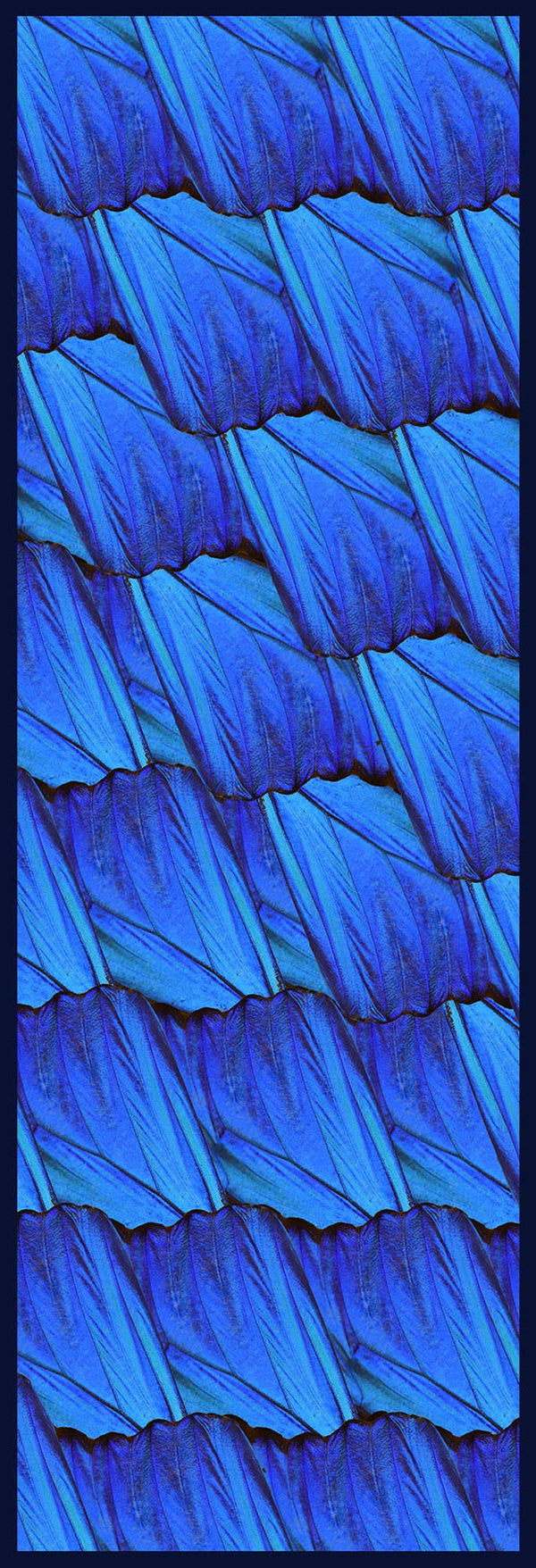 Blue Morpho Silk Scarf